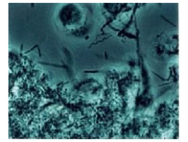 �ʑ���������