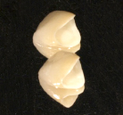 ���^���{���h